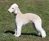 Bedlington Terrier AF061D-004